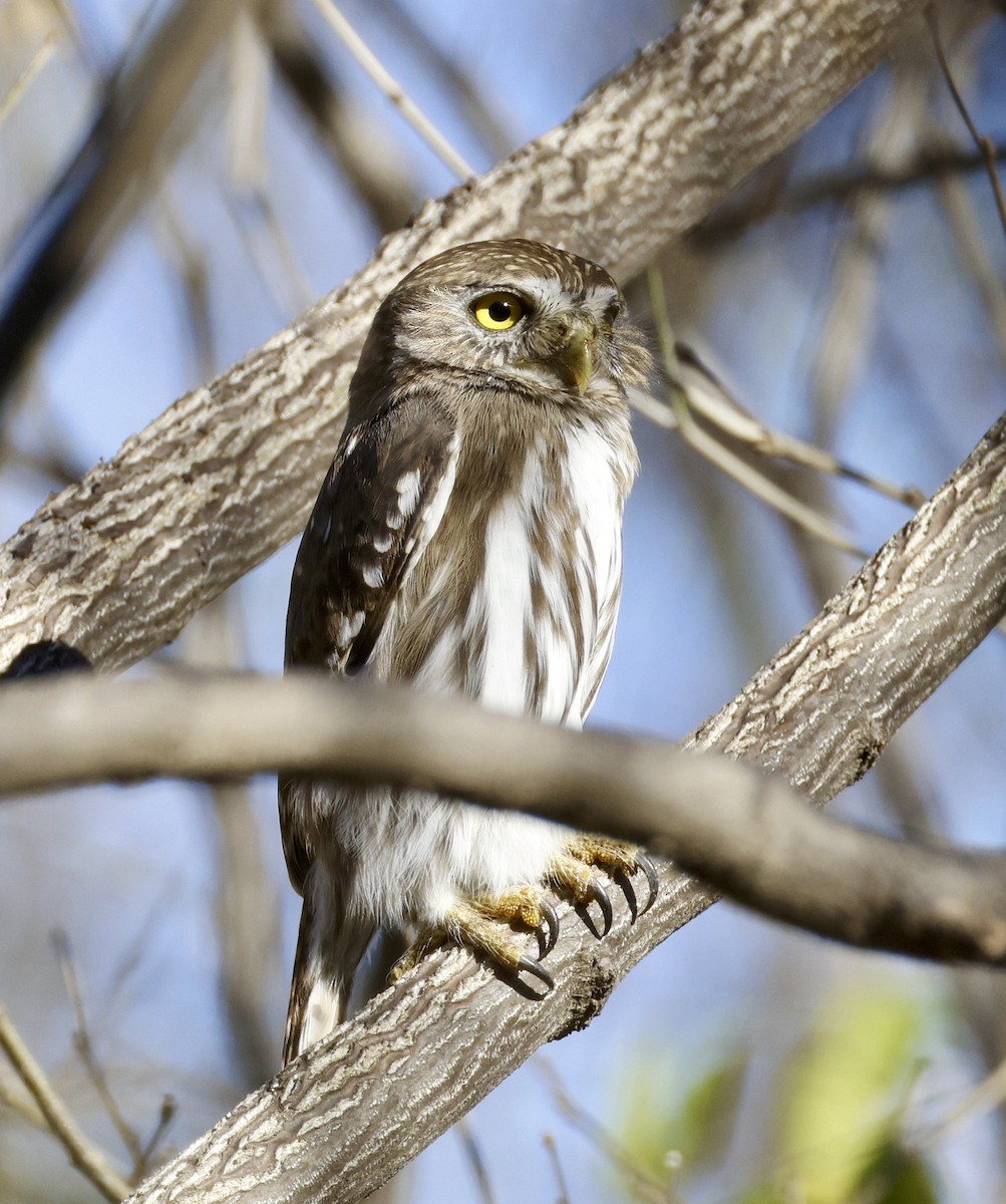 Ferruginous Pygmy-Owl - ML612679314