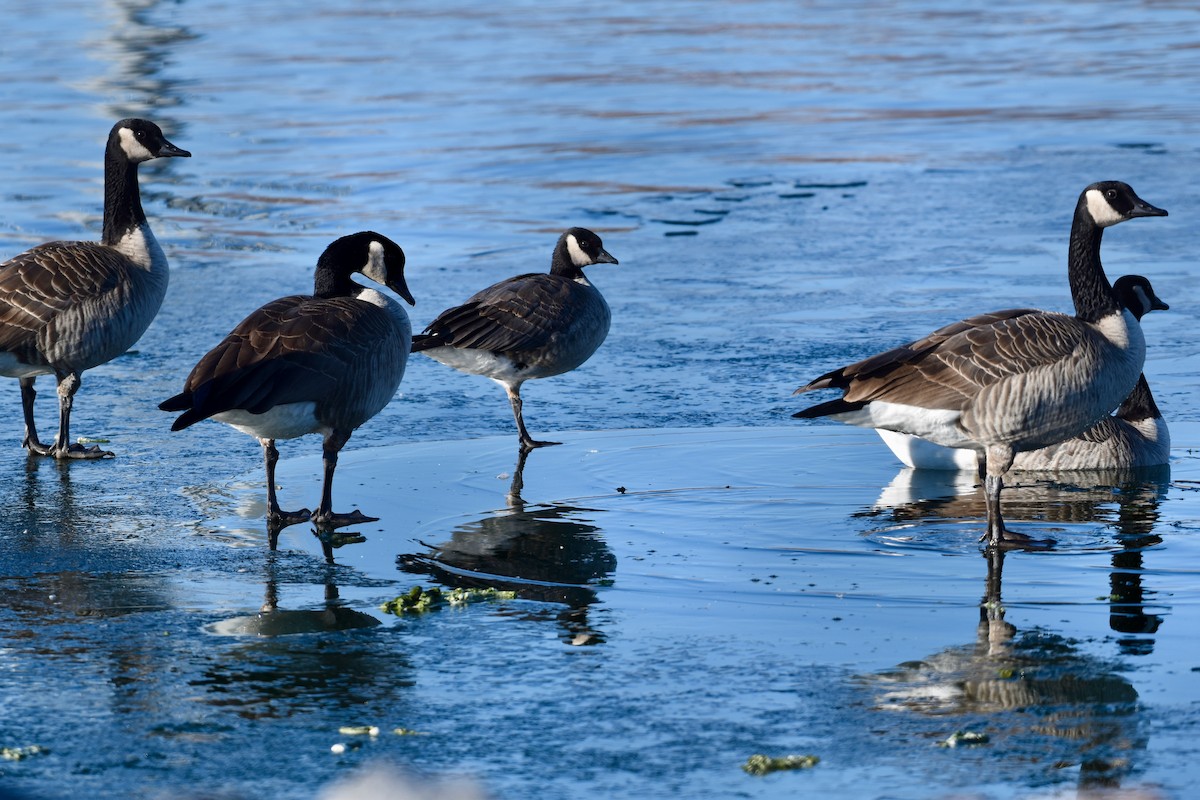 Cackling Goose - ML612679432