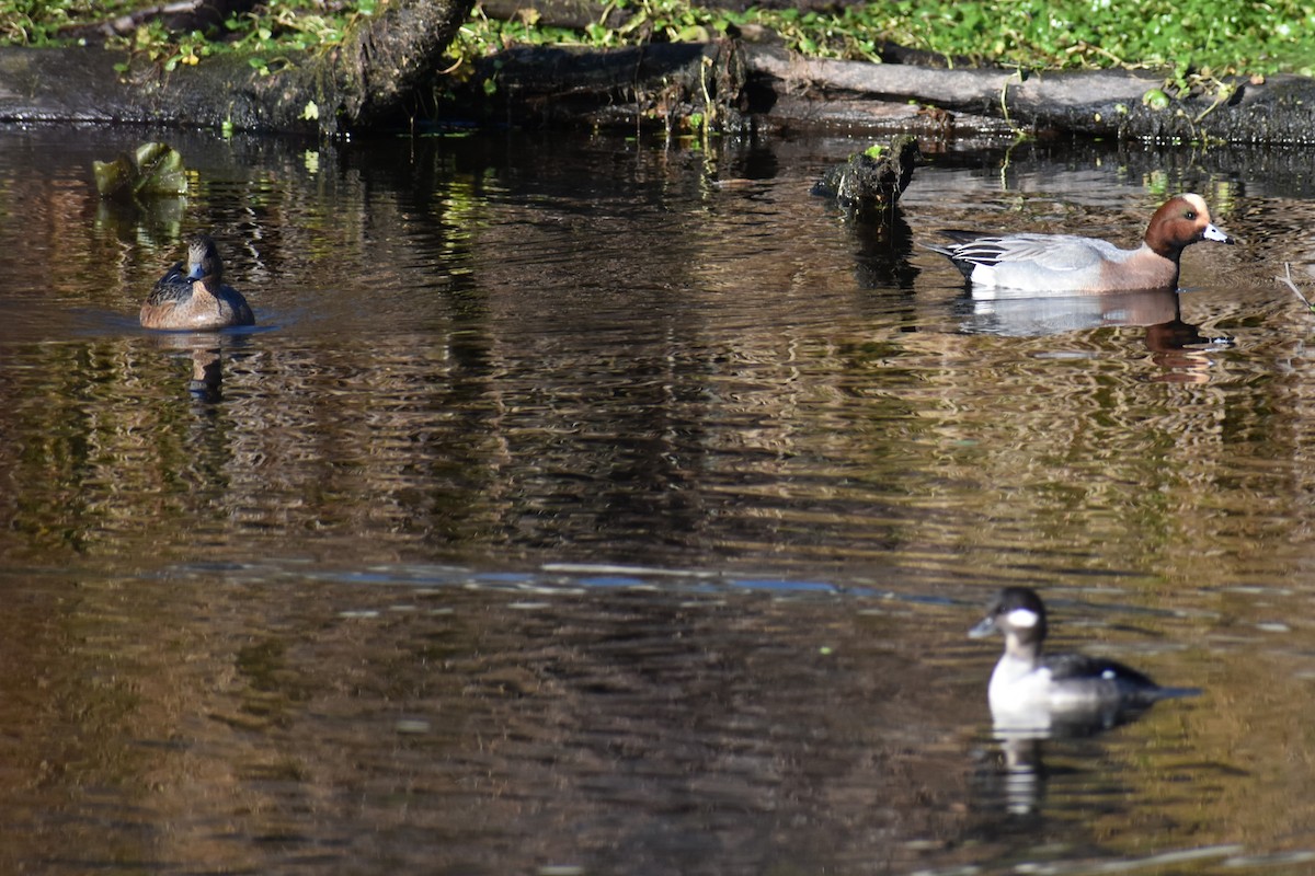 Eurasian Wigeon - ML612679634