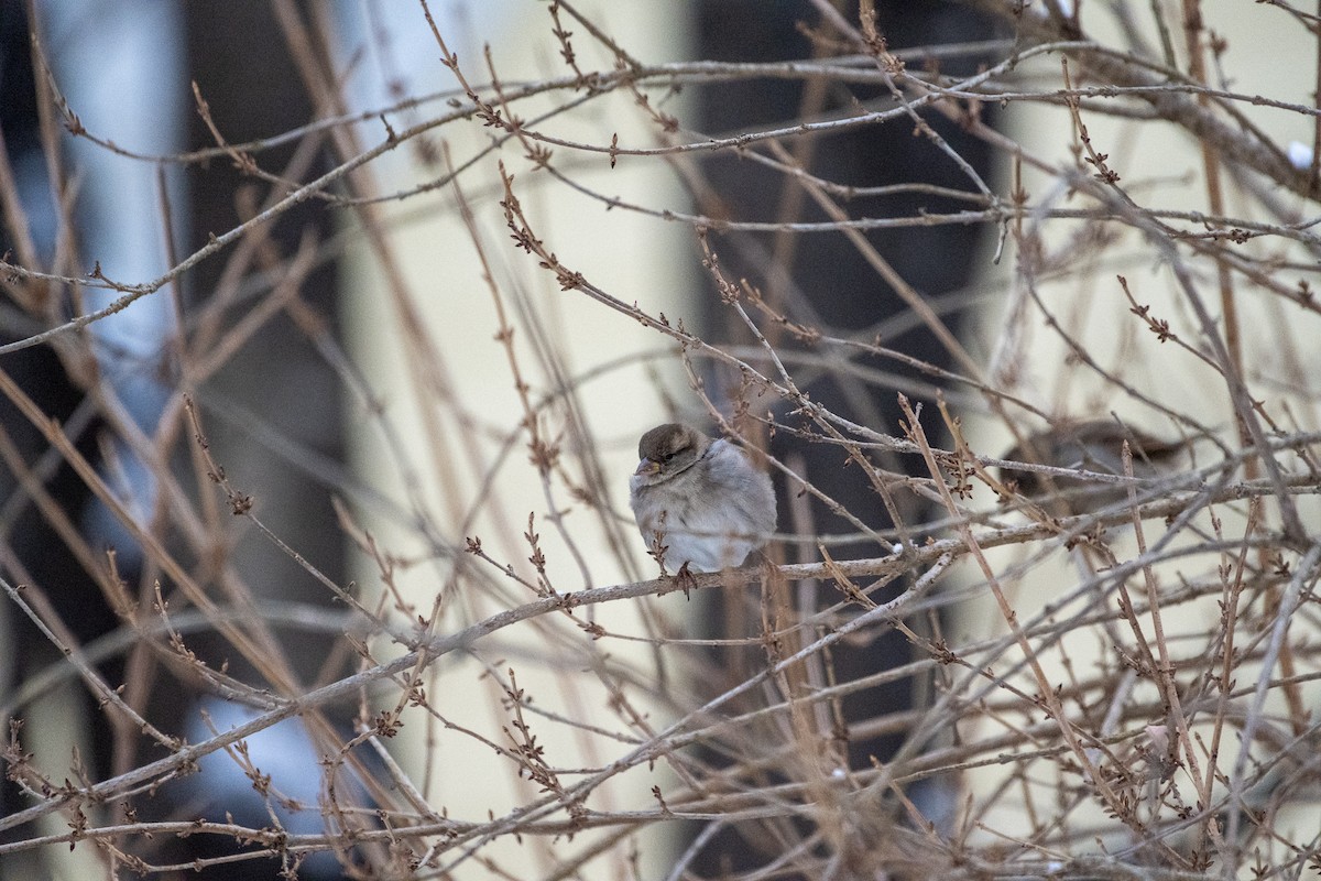 House Sparrow (Gray-cheeked) - ML612679675