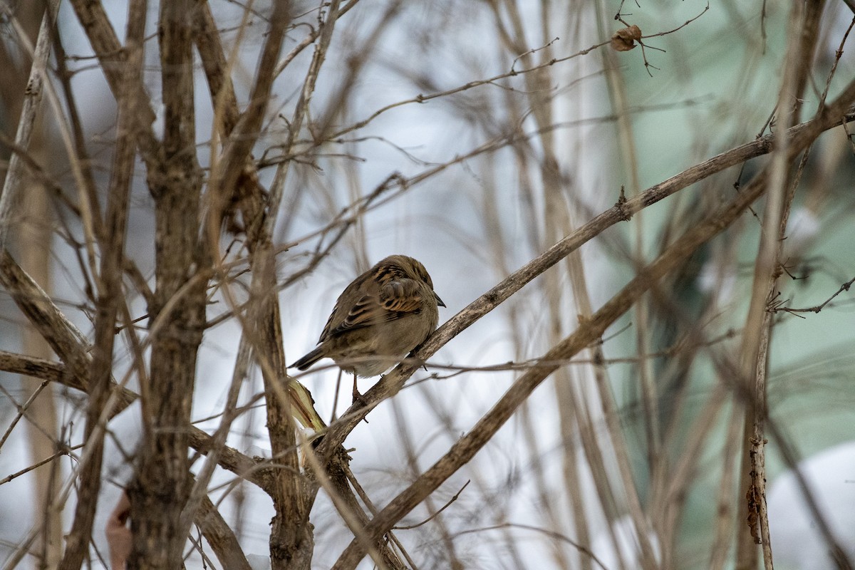 Домовый воробей (группа domesticus) - ML612679679