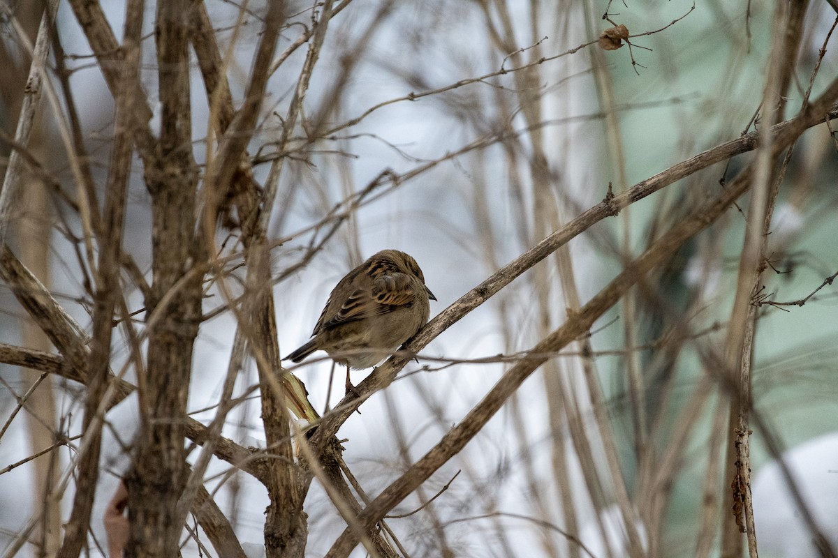 gråspurv (domesticus gr.) - ML612679679