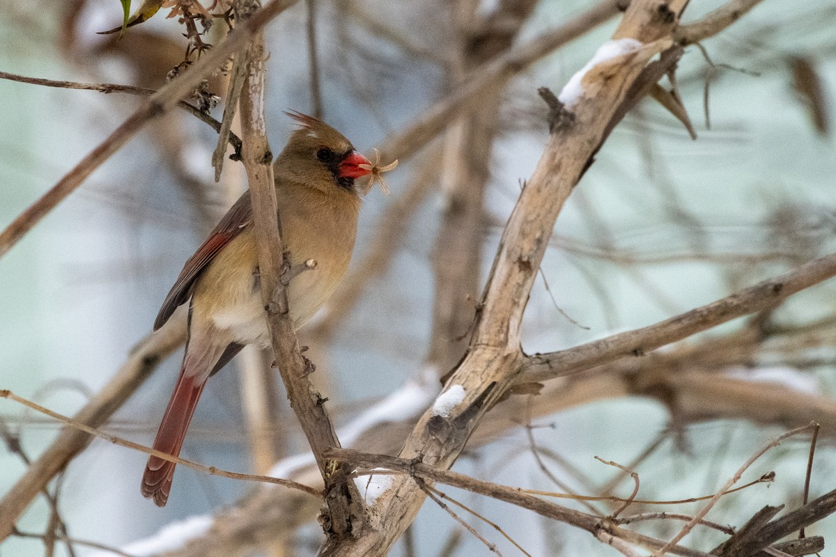 Cardinal rouge (groupe cardinalis) - ML612679683