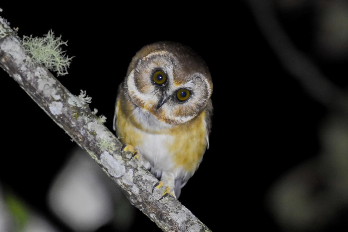 Unspotted Saw-whet Owl - ML612679753