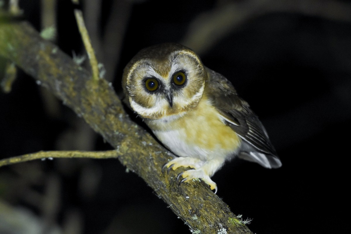 Unspotted Saw-whet Owl - ML612679767