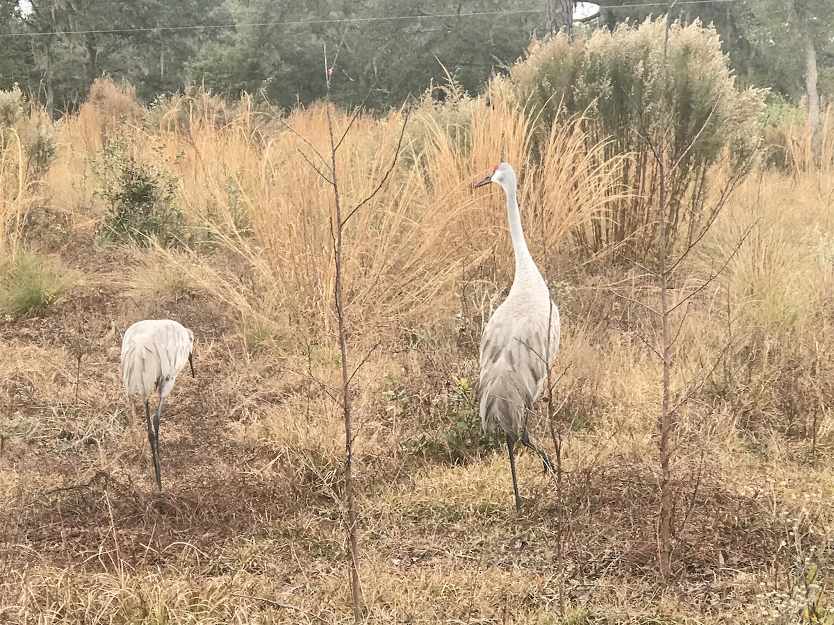 Sandhill Crane - Debbie Cusick