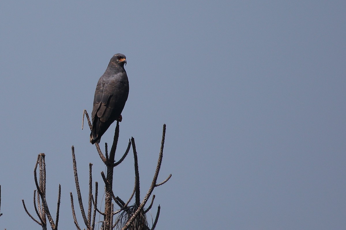 Schneckenbussard - ML612679783