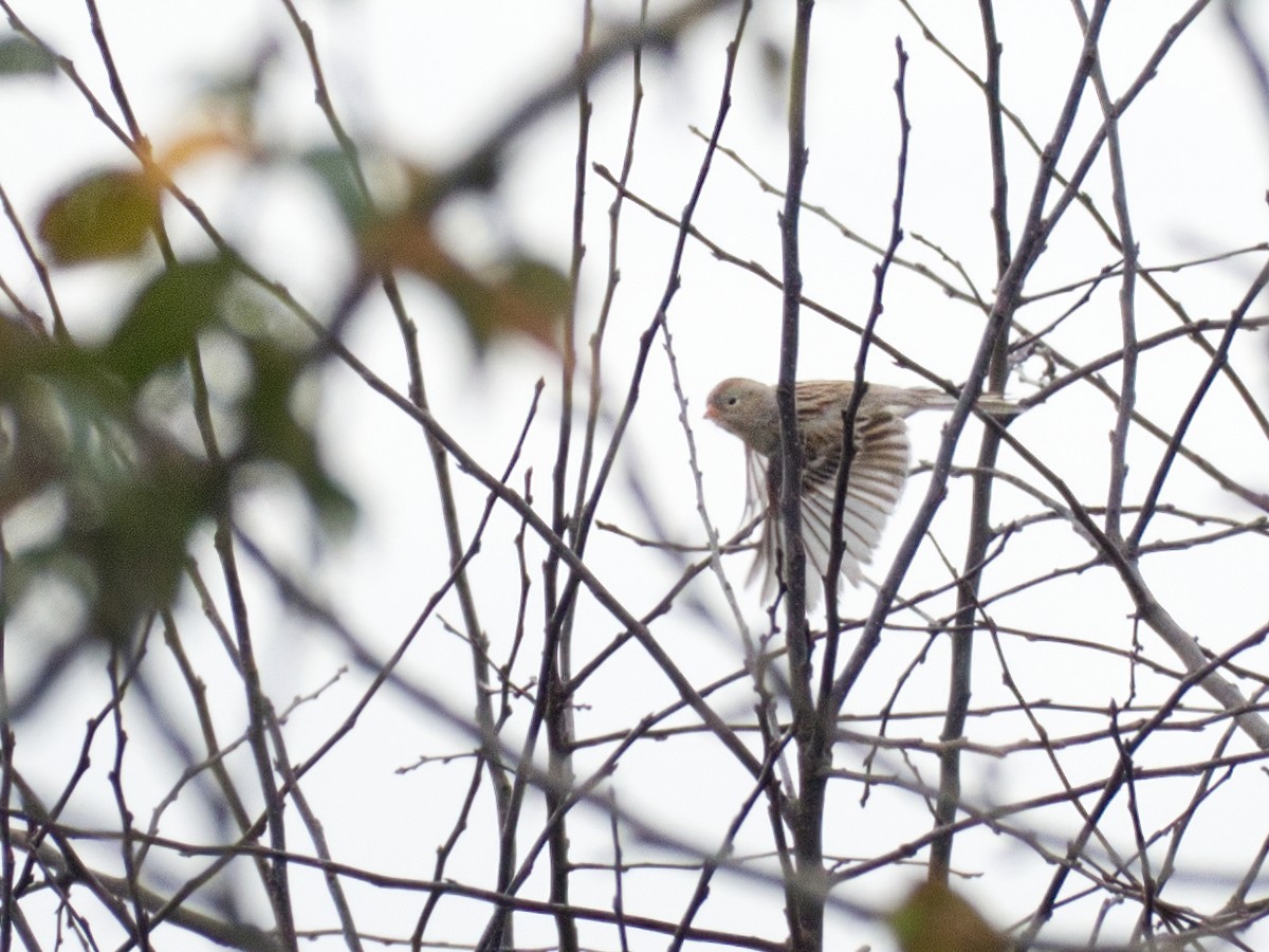 Field Sparrow - Ian  Gledhill