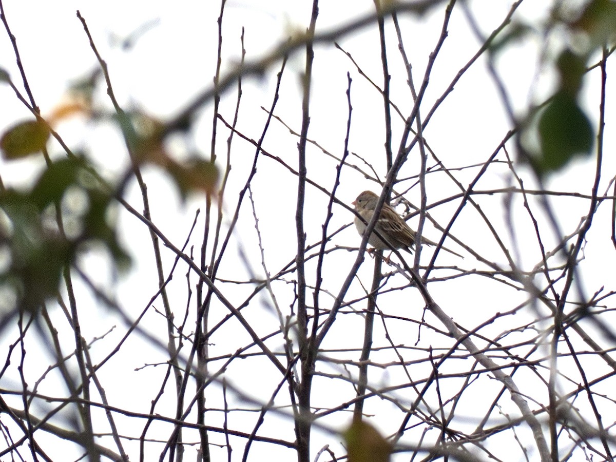 Field Sparrow - Ian  Gledhill