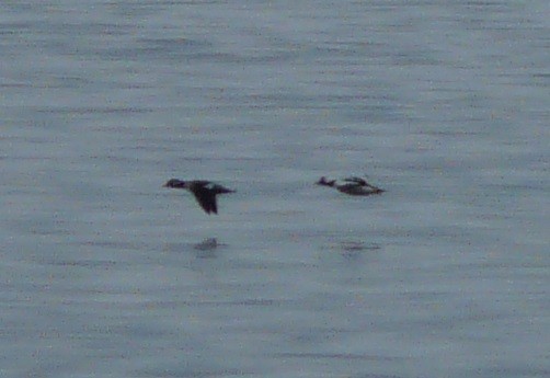 Bufflehead - ML612679977