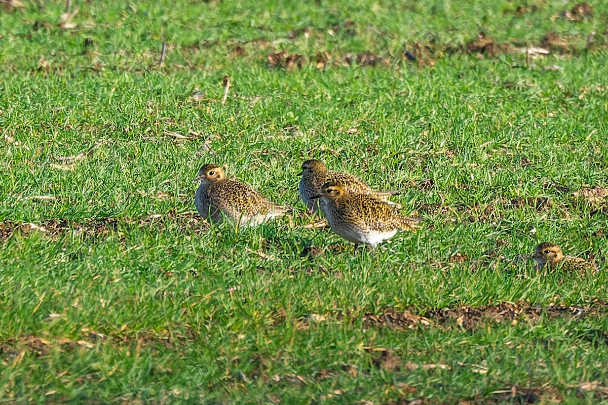 European Golden-Plover - ML612680005