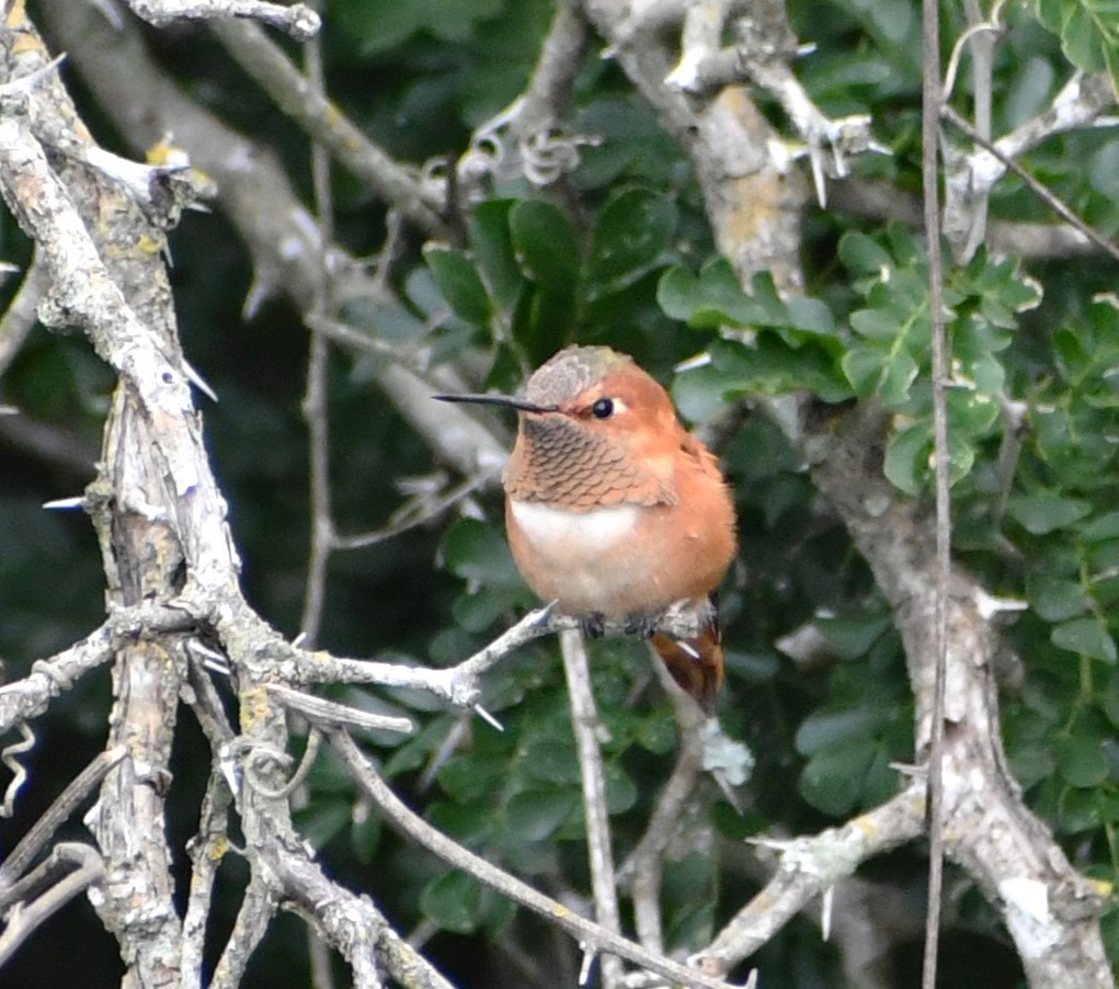 rødkolibri - ML612680061