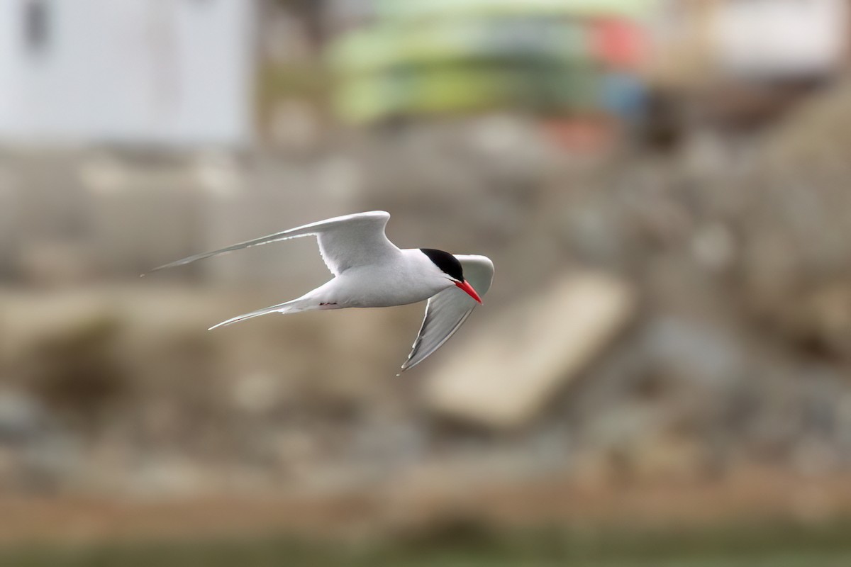 South American Tern - Marcos Eugênio Birding Guide