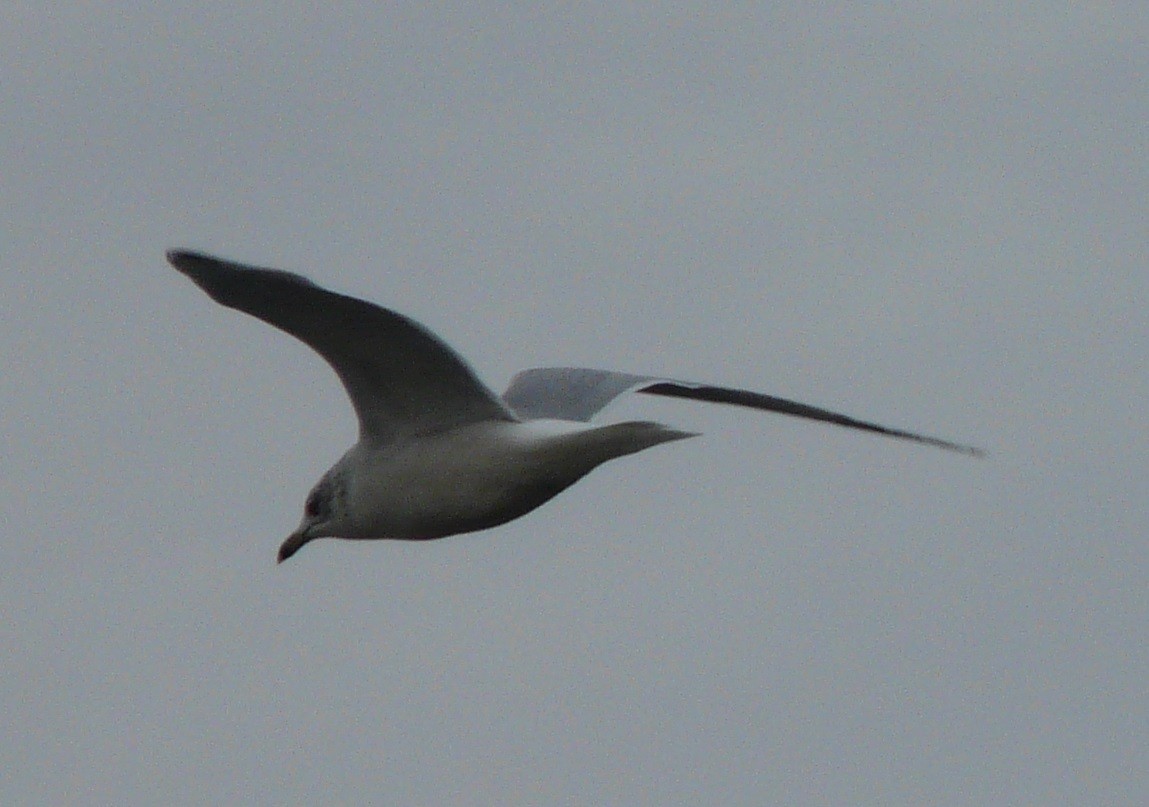 Ring-billed Gull - ML612680158