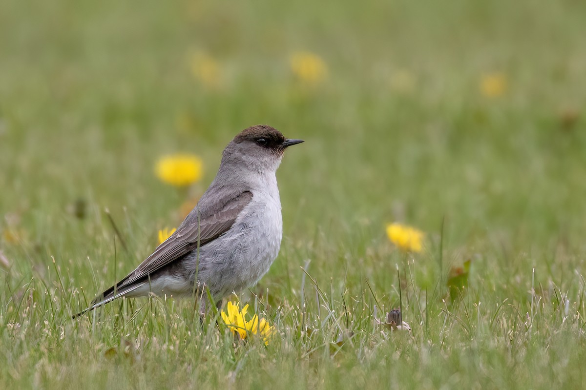 Dark-faced Ground-Tyrant - Marcos Eugênio Birding Guide