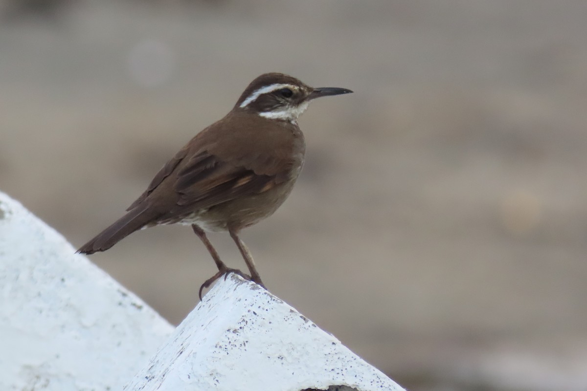 Dark-bellied Cinclodes - Paulo Alves