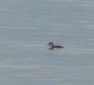 Common Loon - ML612680178