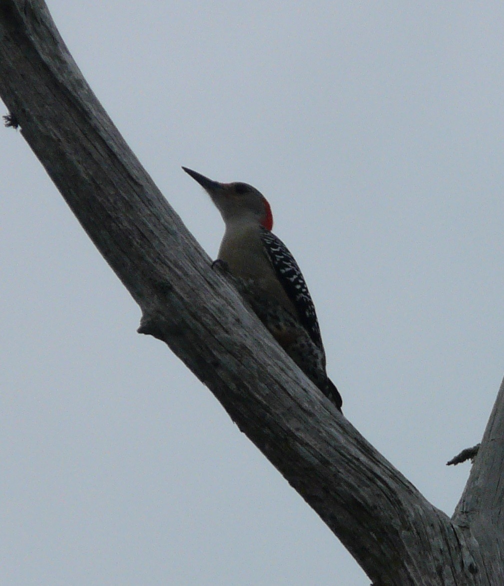 Red-bellied Woodpecker - ML612680201