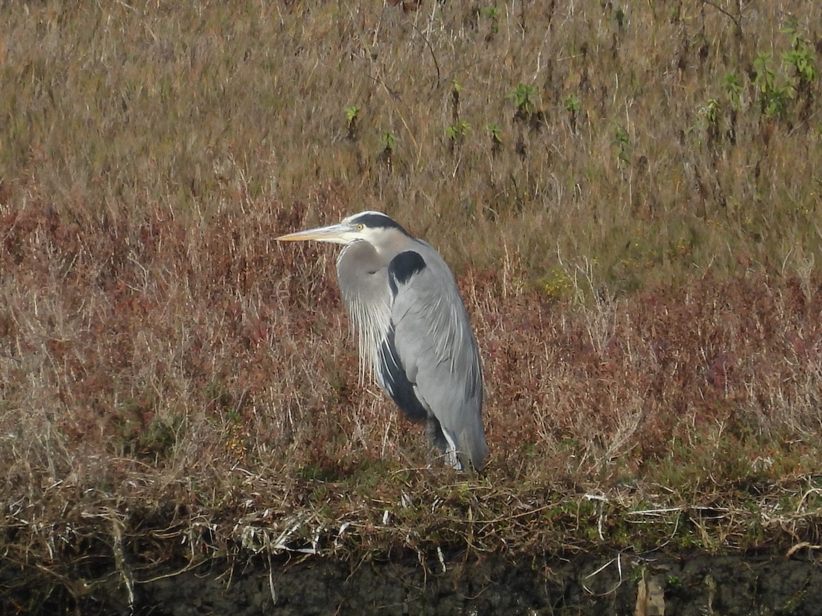 Great Blue Heron - ML612680270