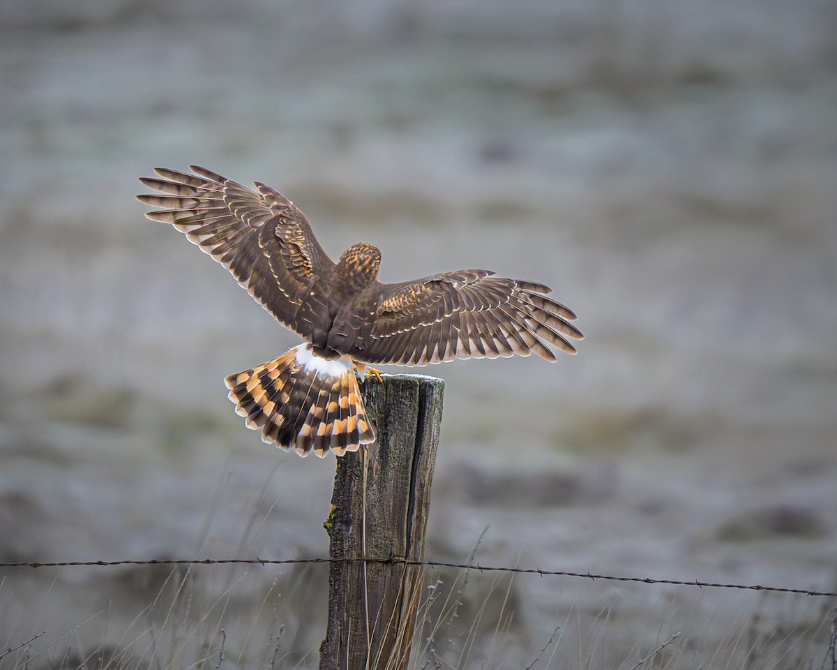 Northern Harrier - ML612680287