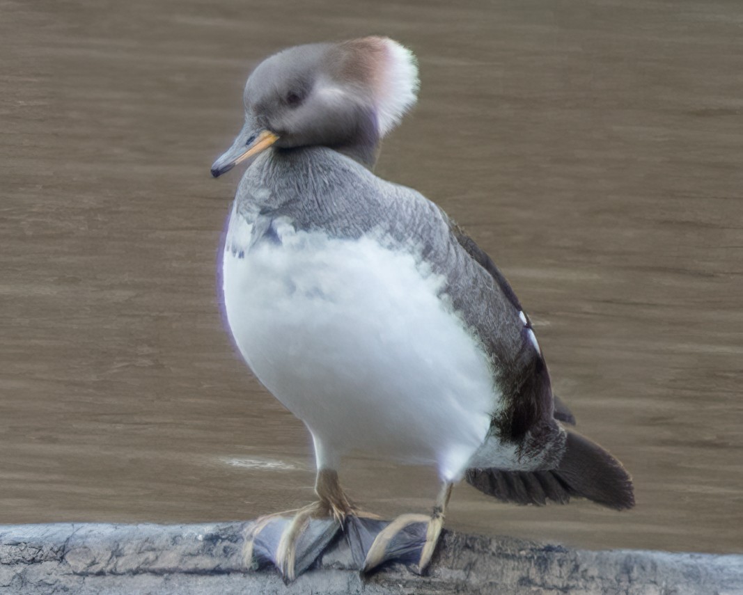 Hooded Merganser - ML612680312