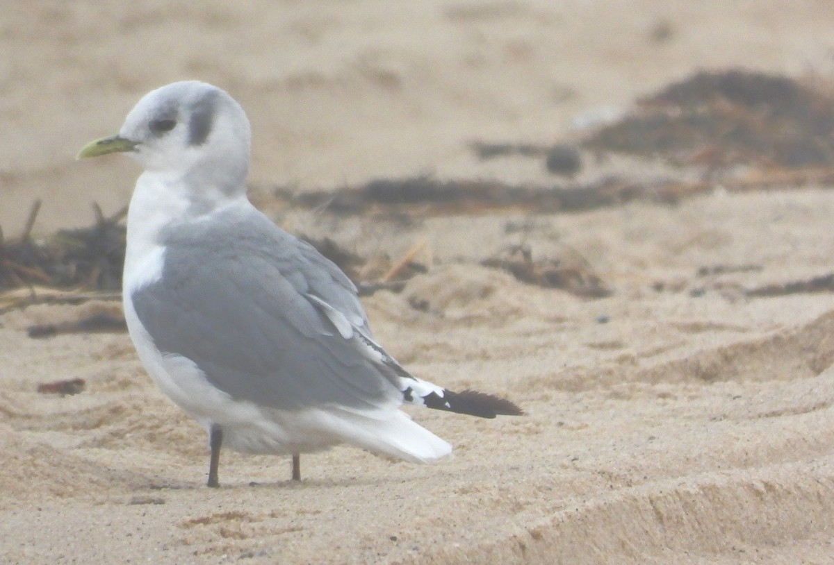 Black-legged Kittiwake - ML612680340