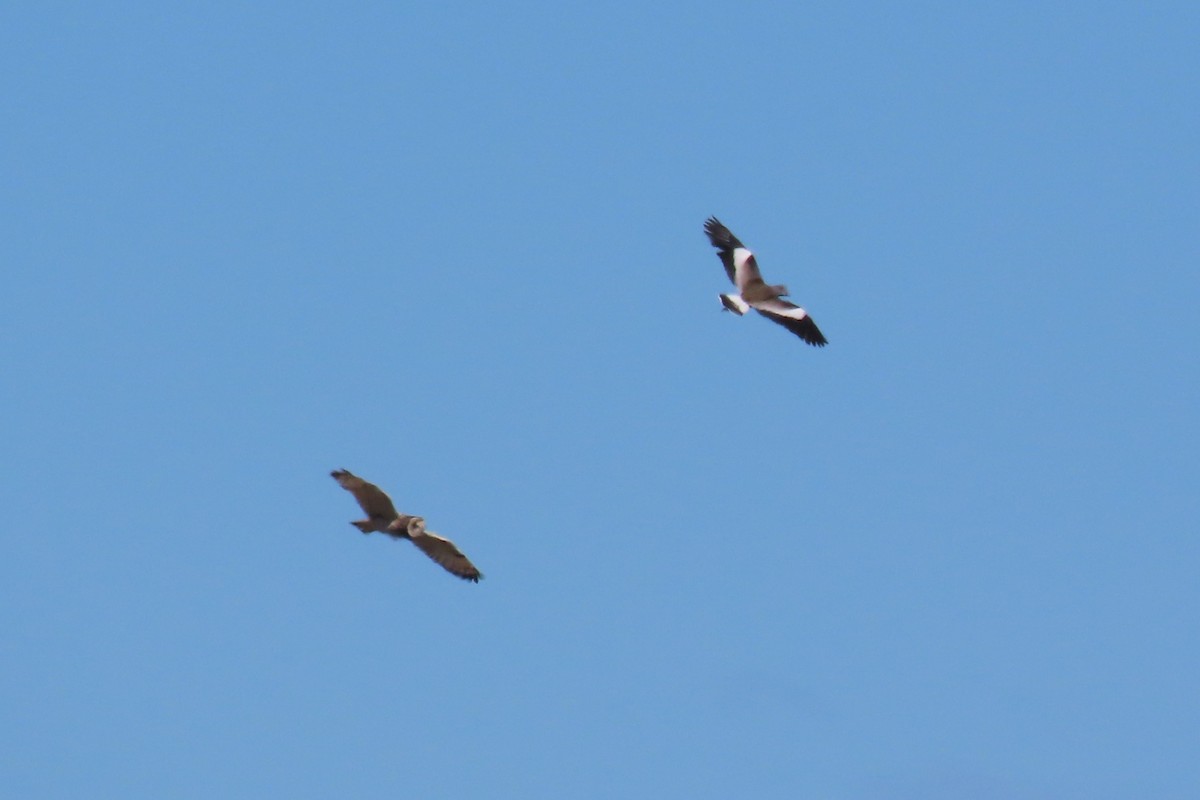 Búho Campestre (sudamericano) - ML612680376