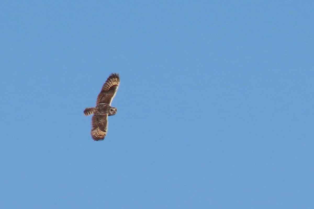 Short-eared Owl (South American) - ML612680377