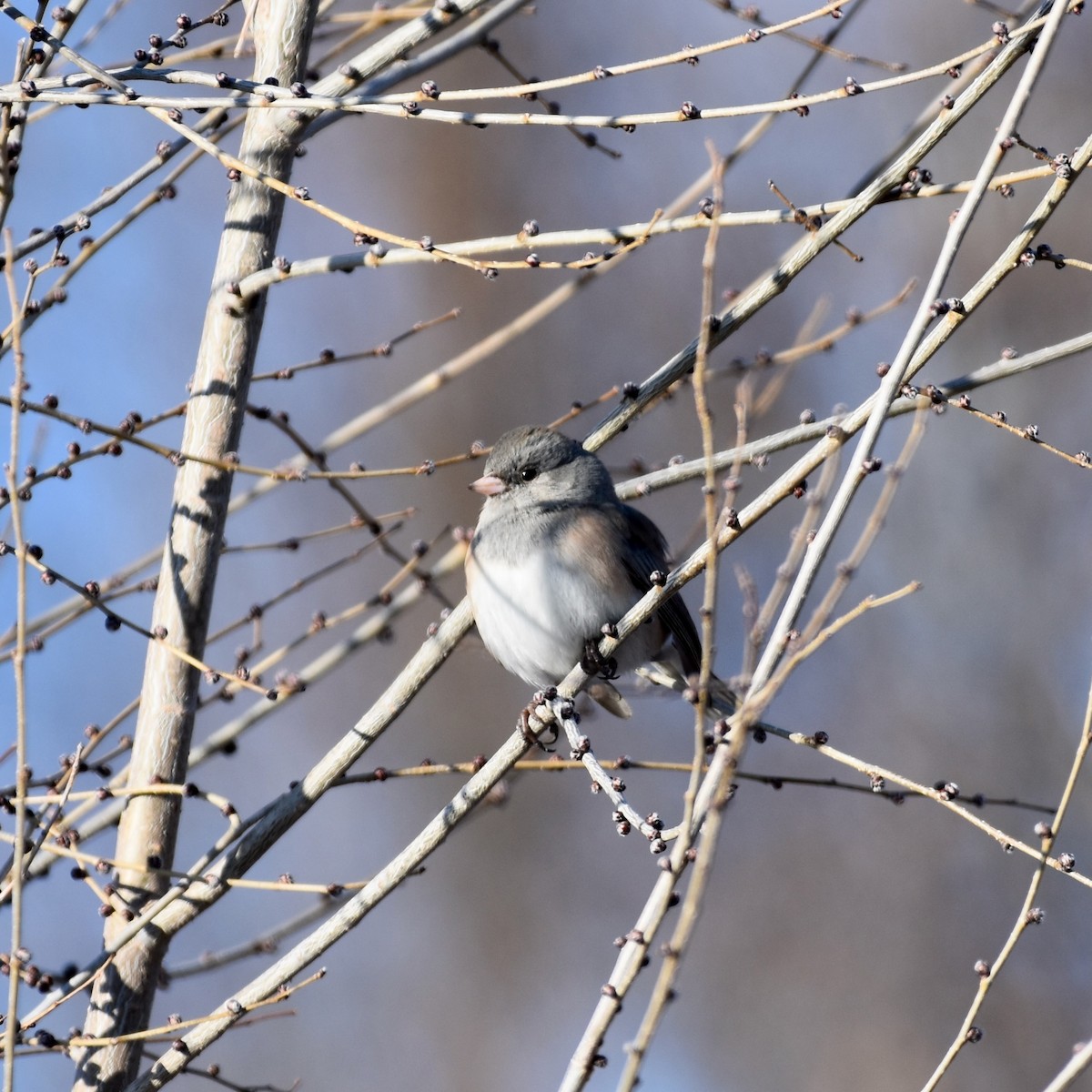 Dark-eyed Junco - ML612680378