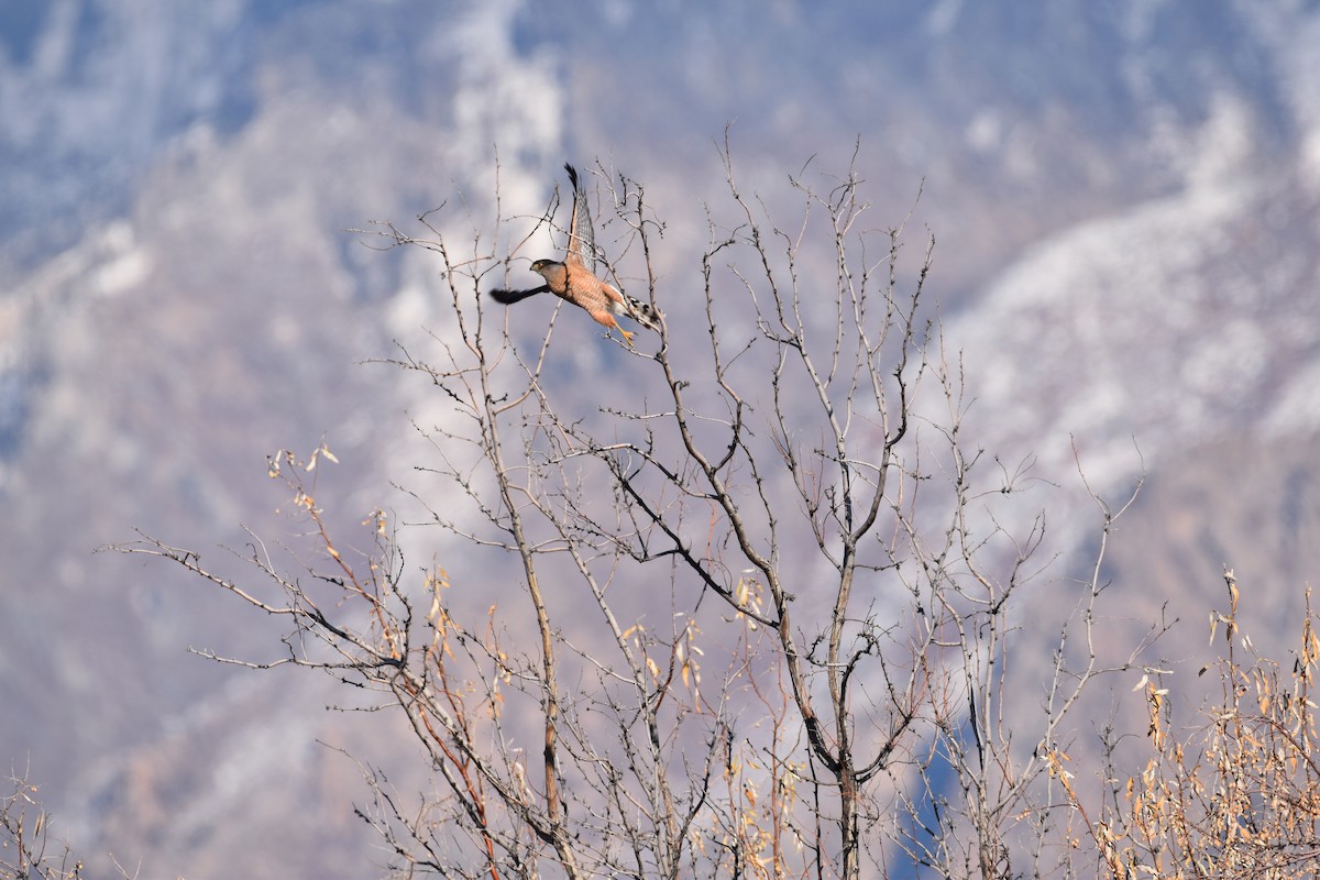 Cooper's Hawk - ML612680392