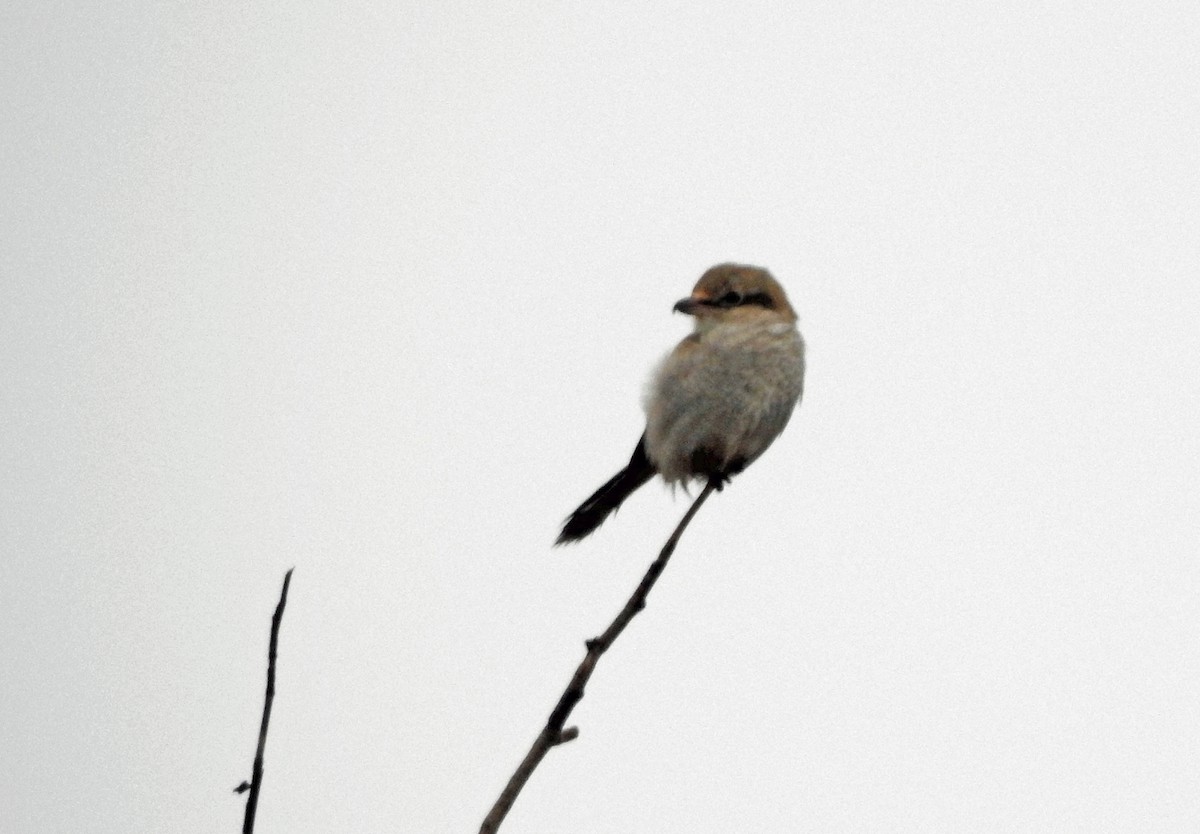 Northern Shrike - ML612680398