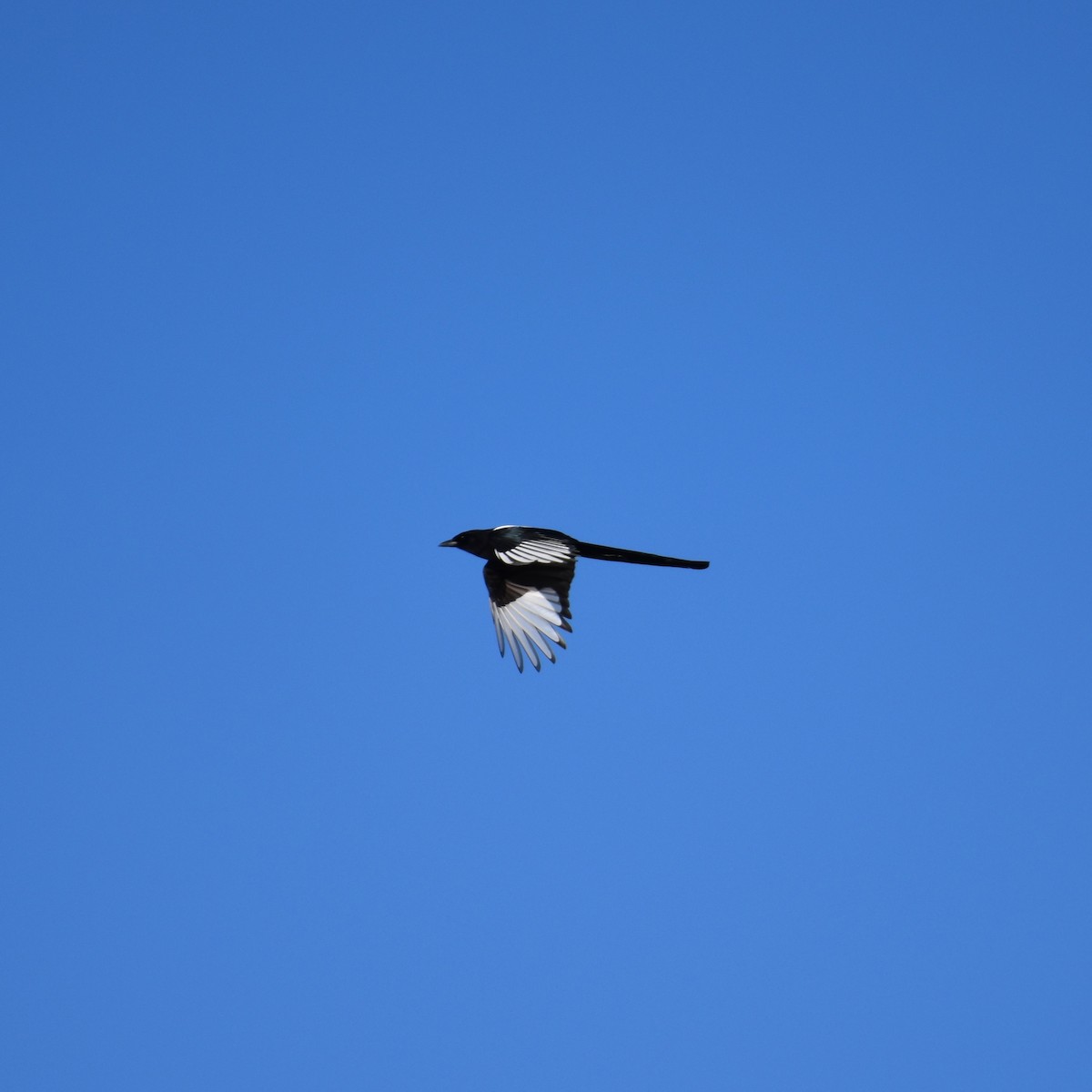 Black-billed Magpie - ML612680408