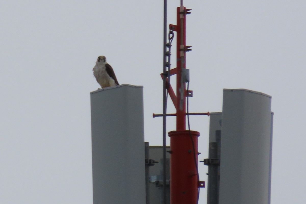 Peregrine Falcon (South American) - Paulo Alves