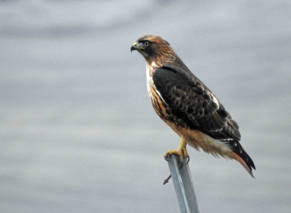 Red-tailed Hawk - ML612680431