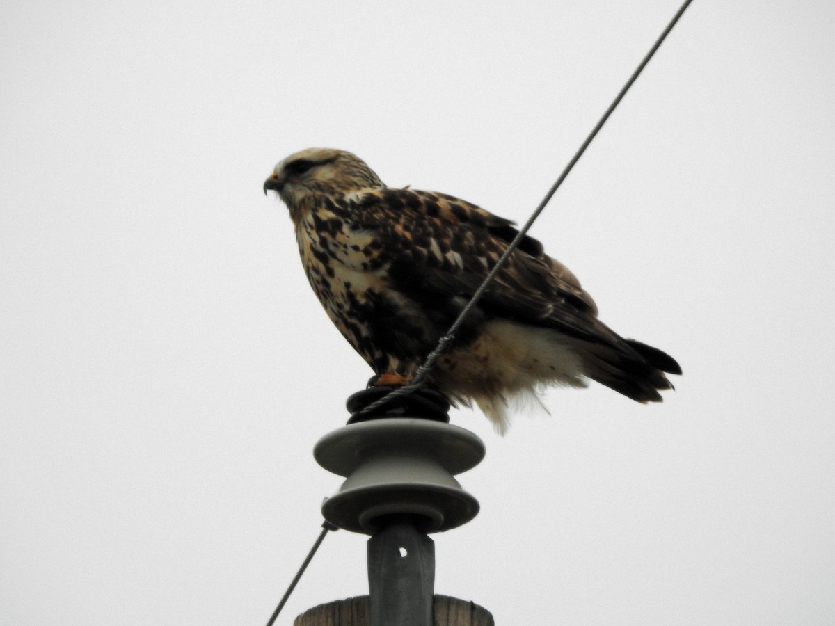 Rough-legged Hawk - ML612680438