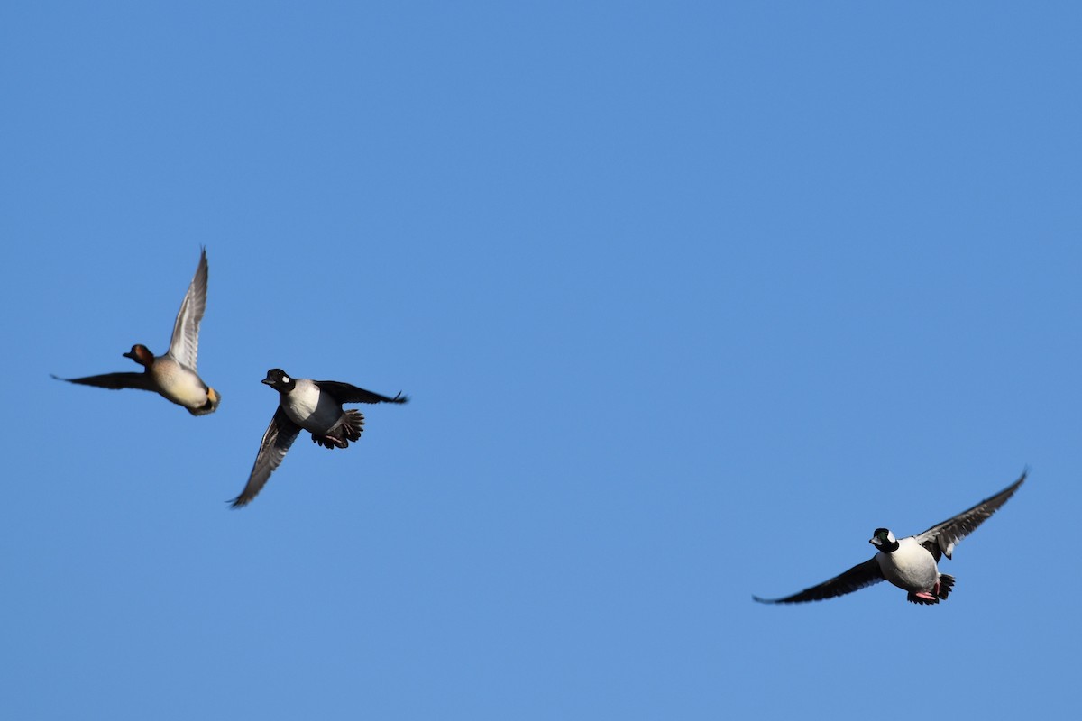 Bufflehead - ML612680501