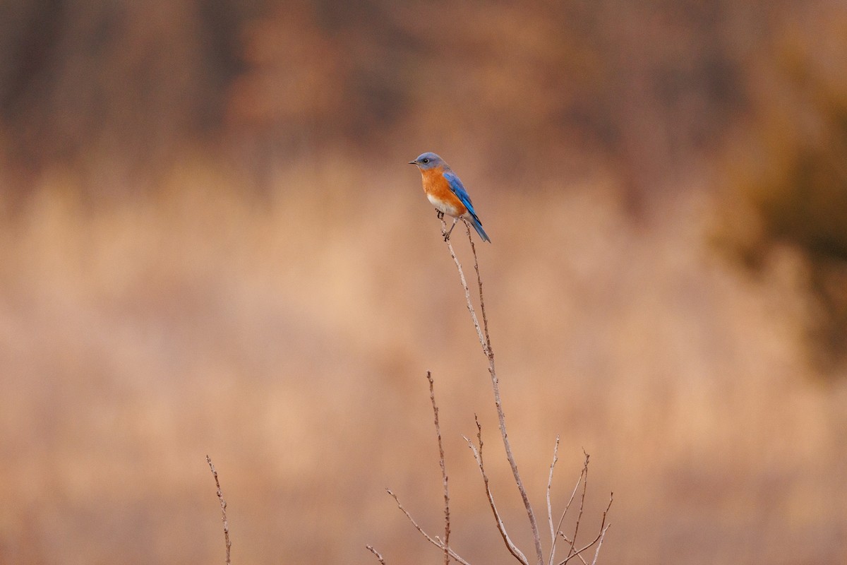 Eastern Bluebird - ML612680519