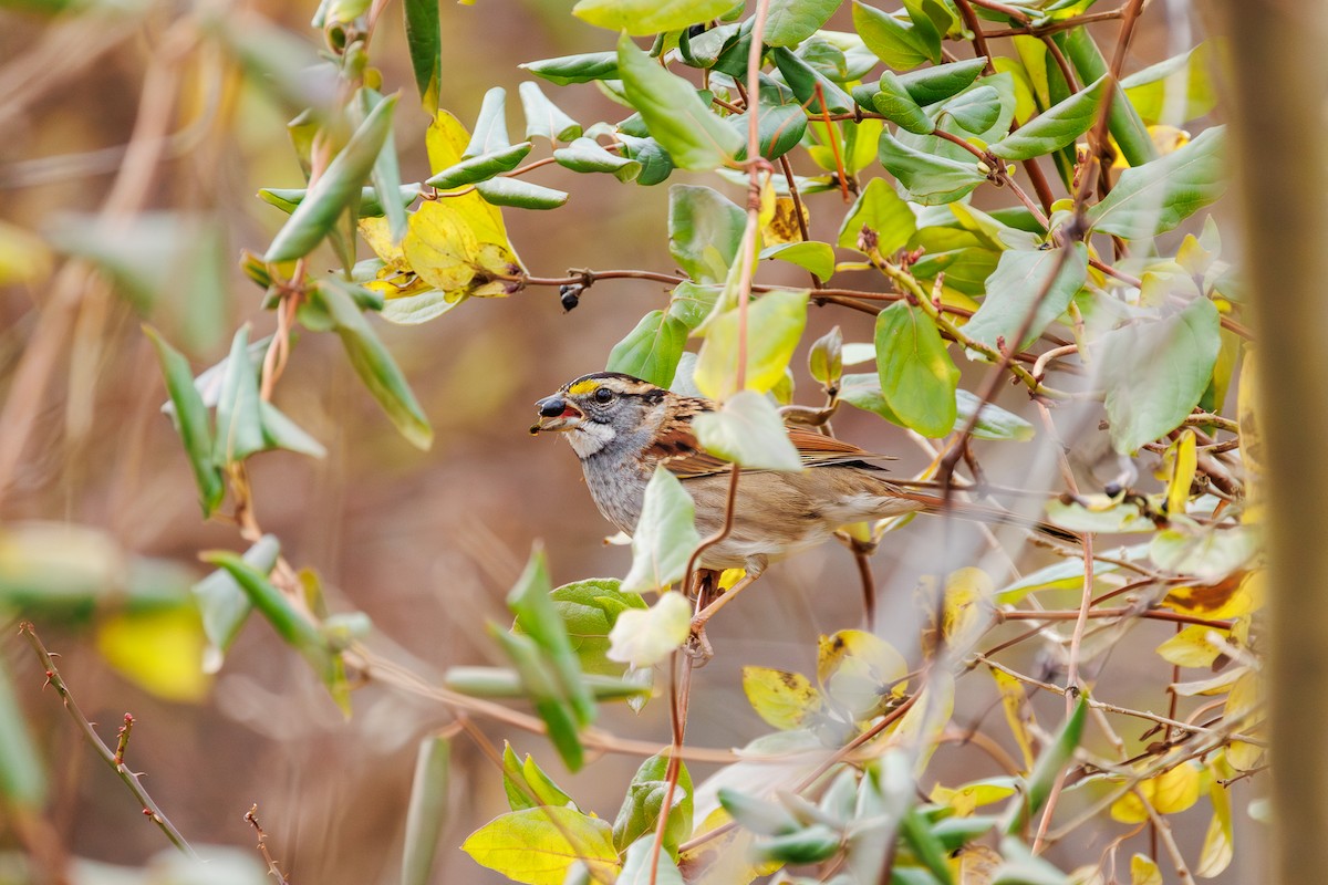 White-throated Sparrow - ML612680533