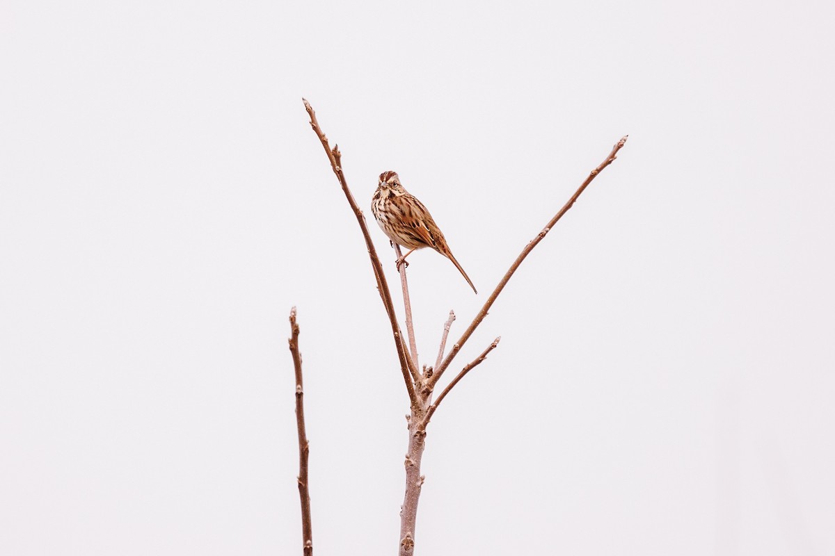 Song Sparrow - Leena M