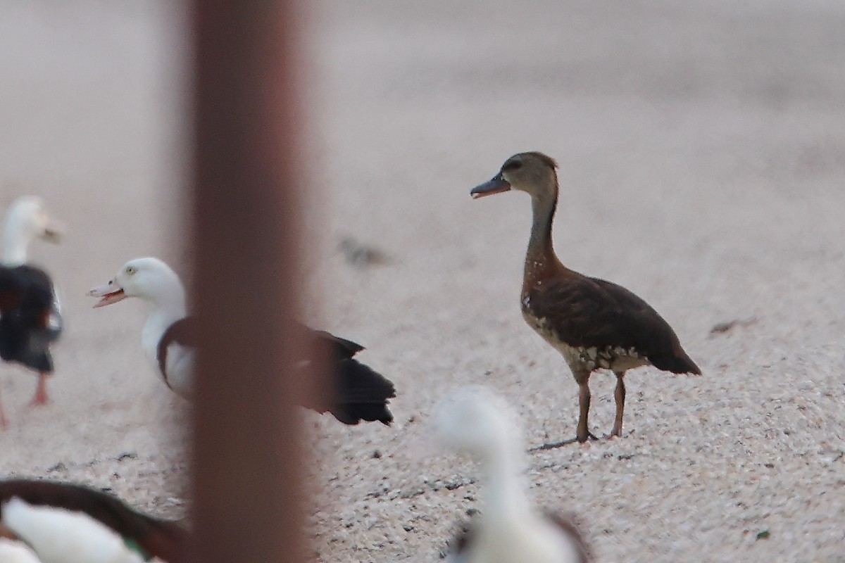 Spotted Whistling-Duck - Marc Gardner