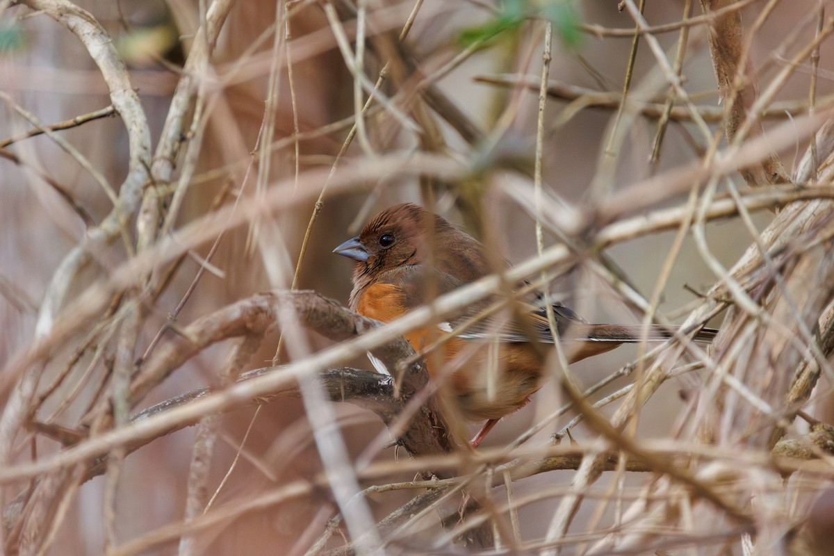 Eastern Towhee - ML612680549