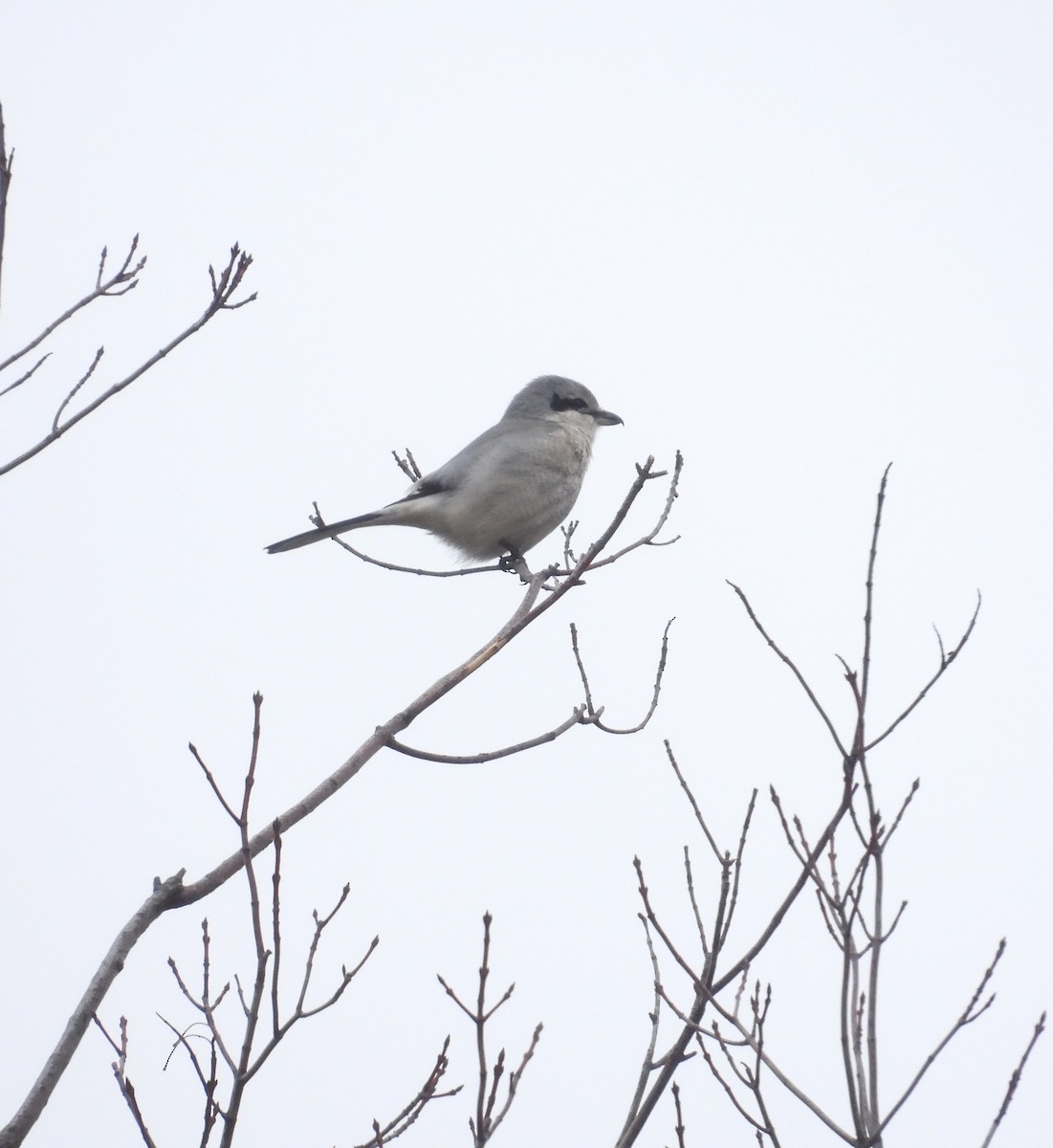 Northern Shrike - ML612680579