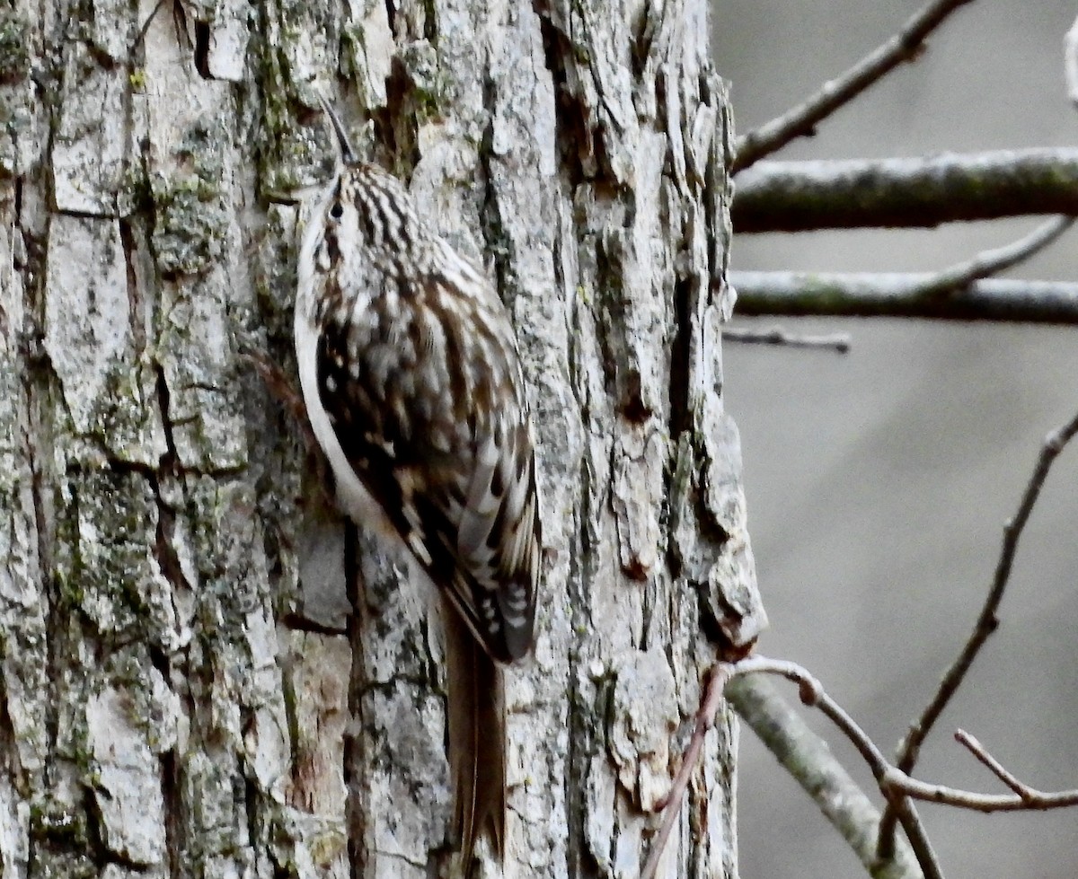 Brown Creeper - ML612680622