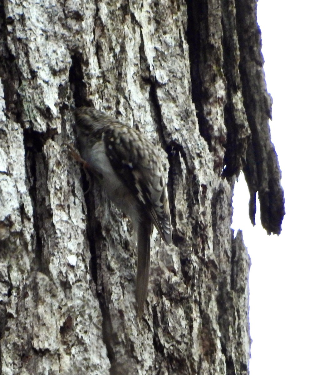 Brown Creeper - ML612680625