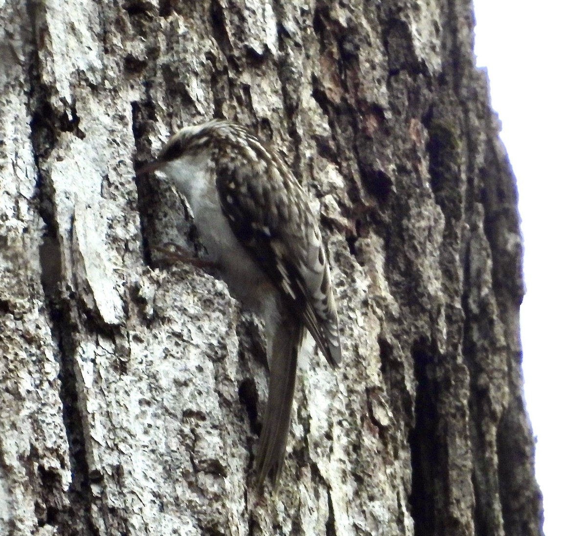 Brown Creeper - ML612680626