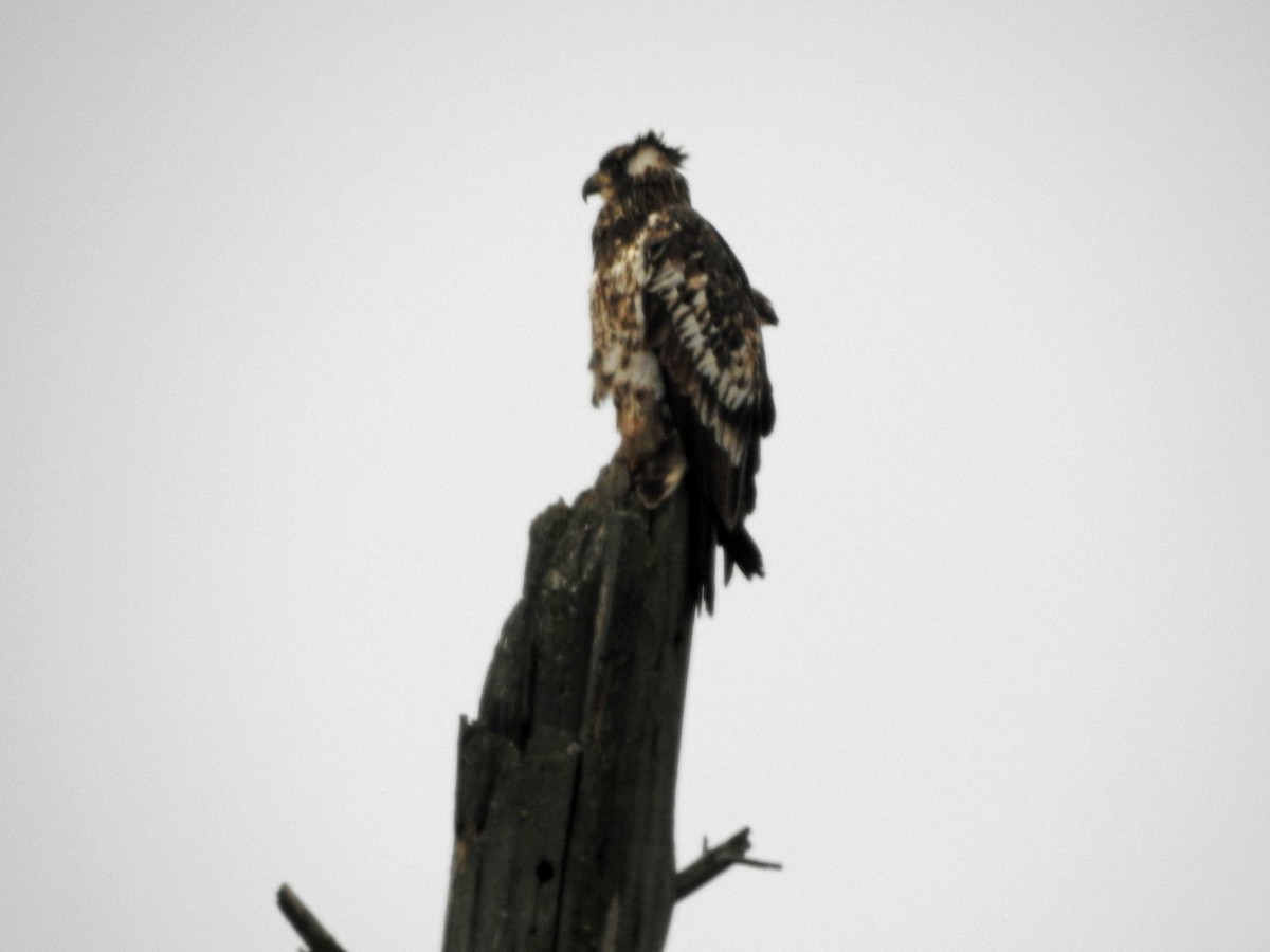 Bald Eagle - ML612680631