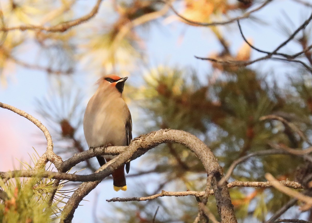 Bohemian Waxwing - ML612680661