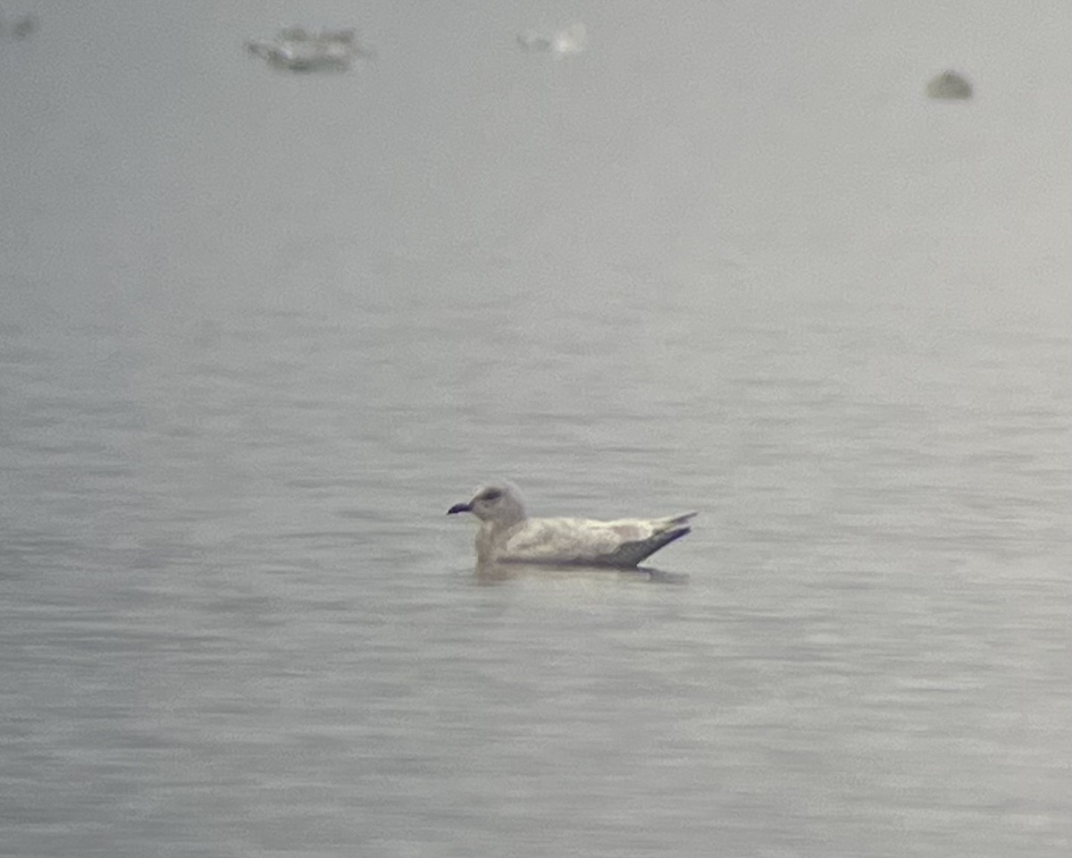 Iceland Gull (kumlieni) - ML612680666