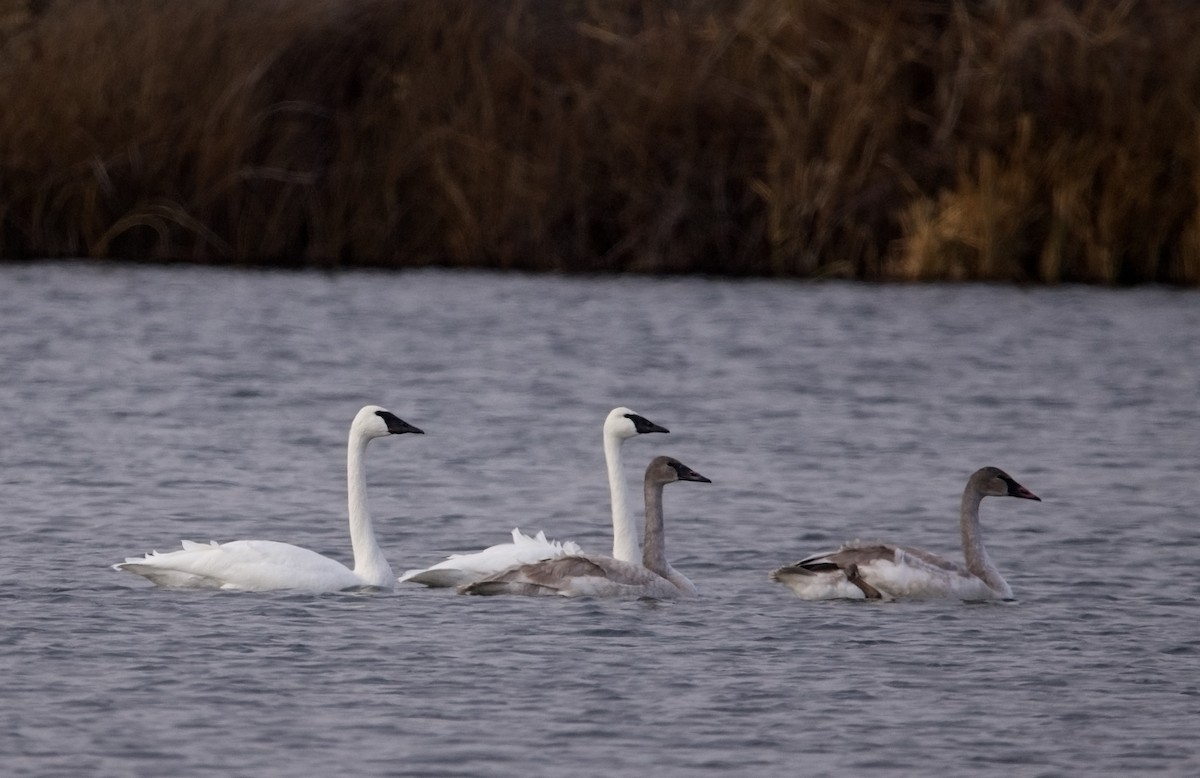 Trumpeter Swan - ML612680703