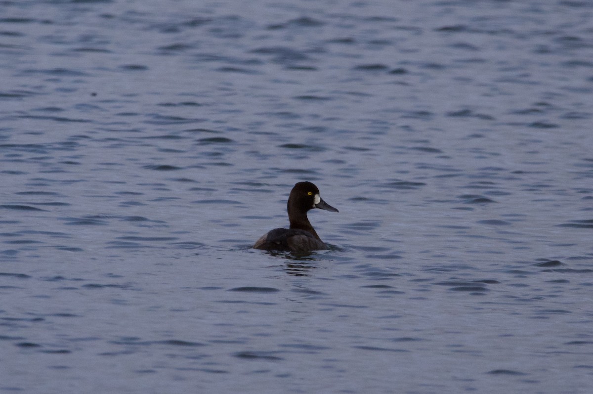 Lesser Scaup - ML612680707